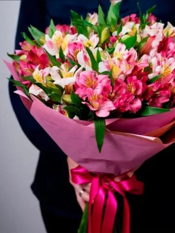 Pink alstromerias