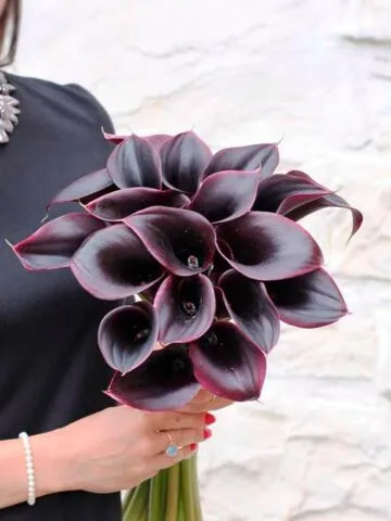 A bouquet of burgundy calla lilies