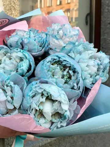 A bouquet of blue peonies
