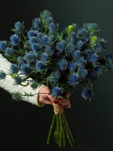 A bouquet of eringiums