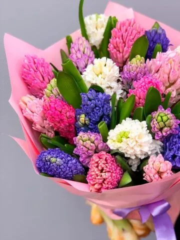 A bouquet of hyacinths