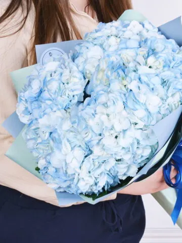 Bouquet of 5 blue hydrangeas