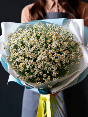Bouquet of field daisies