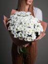 daisy chrysanthemums
