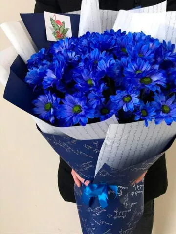 Bouquet of blue chrysanthemums