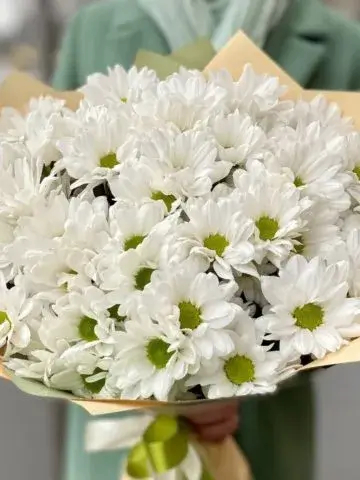 Bouquet of 7 chrysanthemums