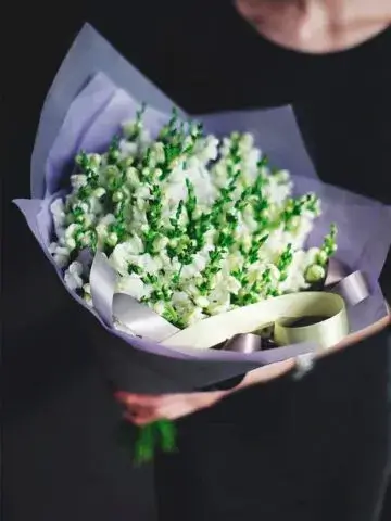A bouquet of white mattiolas