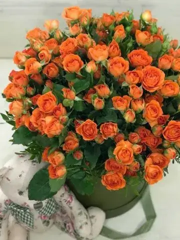 Orange roses mix composition