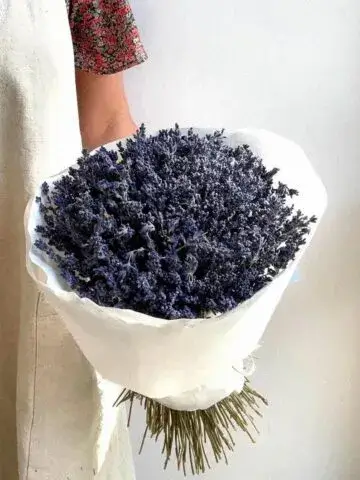Dried lavender