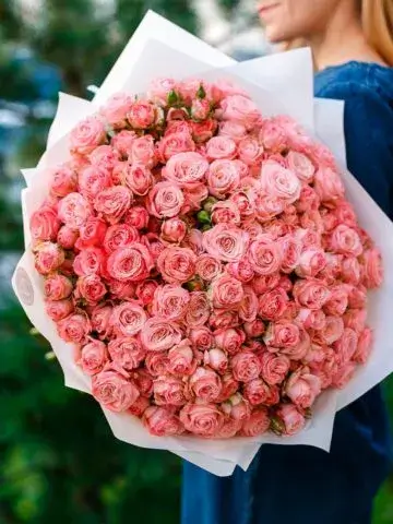 51 peony roses