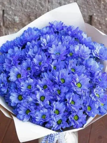 Bouquet of blue chrysanthemums