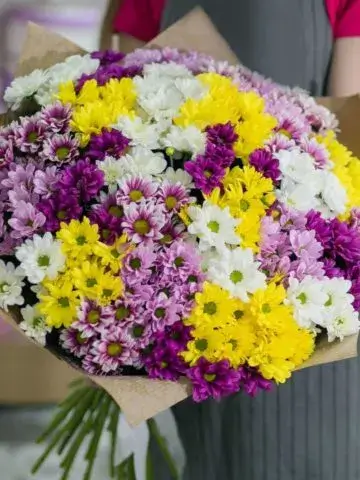 Bouquet of colorful chrysanthemums