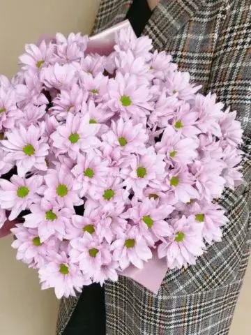 Bouquet of pink chrysanthemums