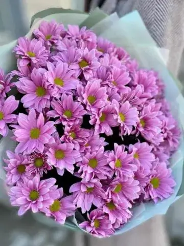 Bouquet of lilac chrysanthemums