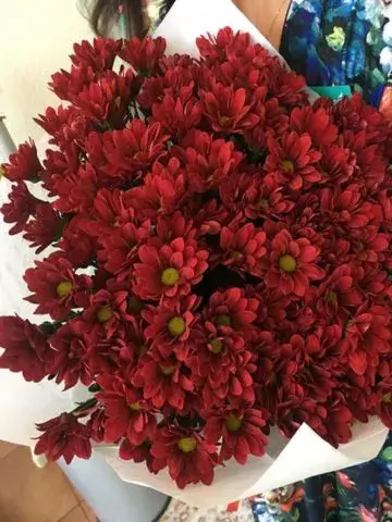 Bouquet of burgundy chrysanthemums