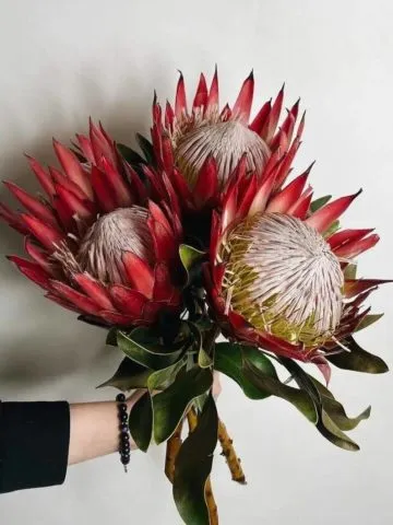 Bouquet Sangria