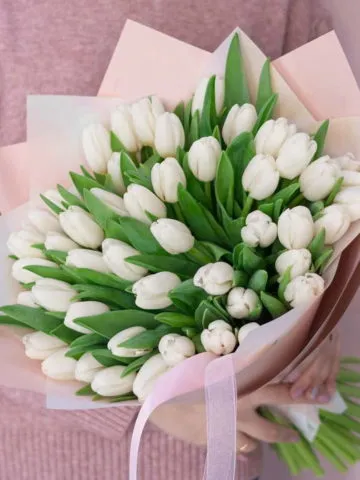 51 white tulips