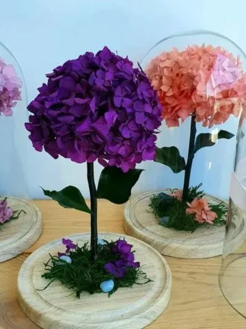 Stabilized hydrangea