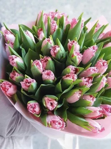 A bouquet of terry tulips