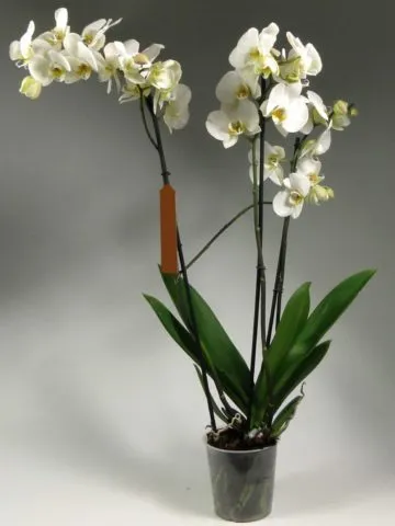 White orchid