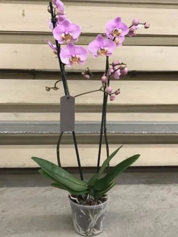 Phalaenopsis orchid 2-barrel.
