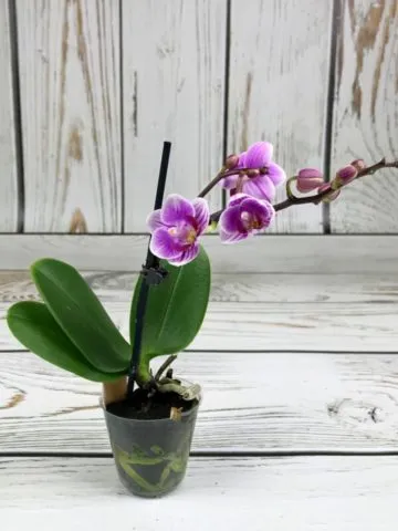 Purple orchid