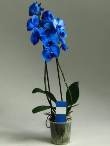 Blue orchid