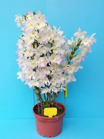 Dendrobium orchid