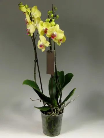 Yellow orchid
