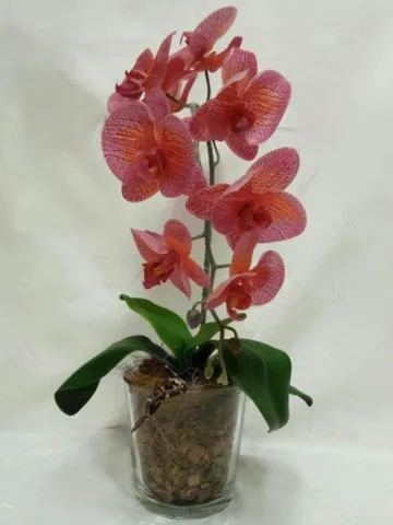 Coral orchid