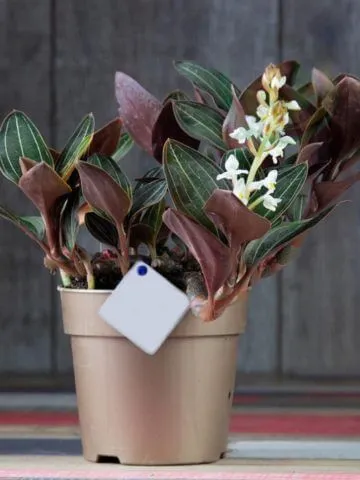 Ludisia orchid