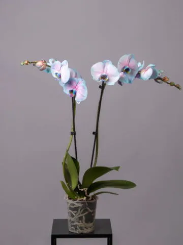 Blue orchid