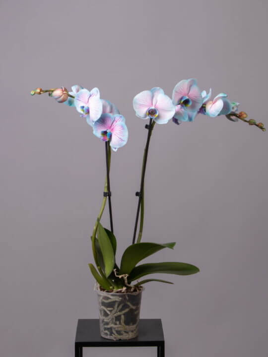 Blue orchid