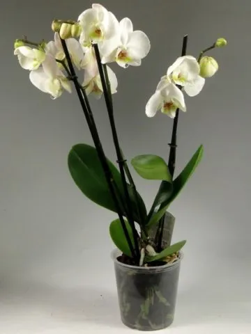Phalaenopsis 3-barrel orchid.