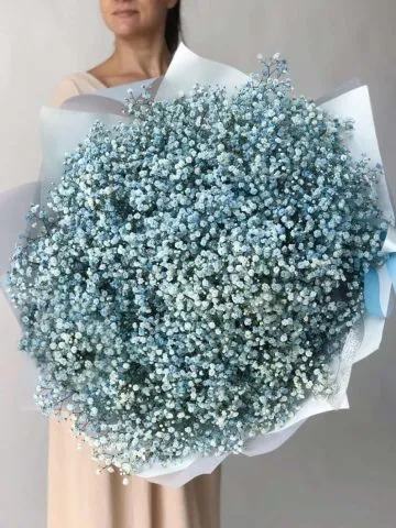 A cloud of blue gypsophila